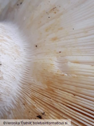 Russula pallidospora