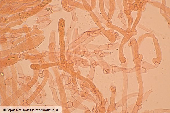 Hygrophorus hyacinthinus