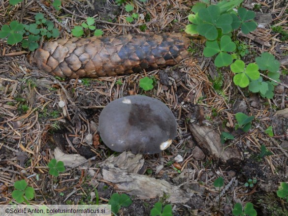 Lactarius picinus