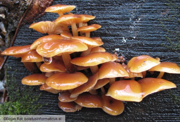 Flammulina velutipes