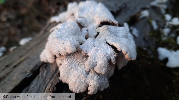 Schizophyllum commune