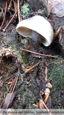 Tricholoma saponaceum