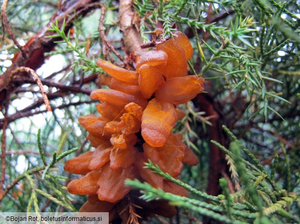 Gymnosporangium sabinae