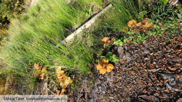 Phaeolepiota aurea