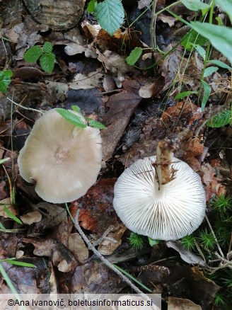 Megacollybia platyphylla