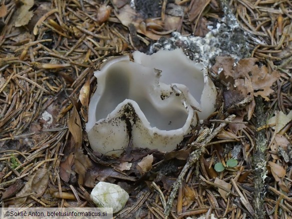 Sarcosphaera coronaria