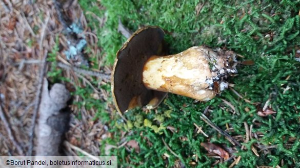 Suillus variegatus