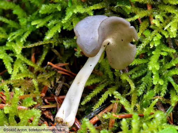 Helvella ephippium