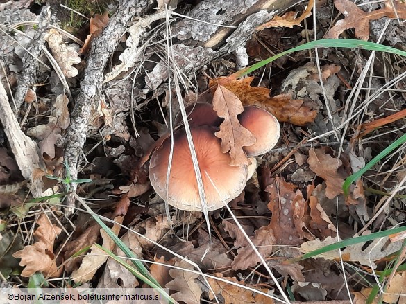 Hypholoma lateritium