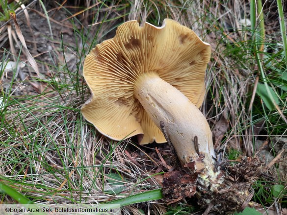 Tricholoma bufonium