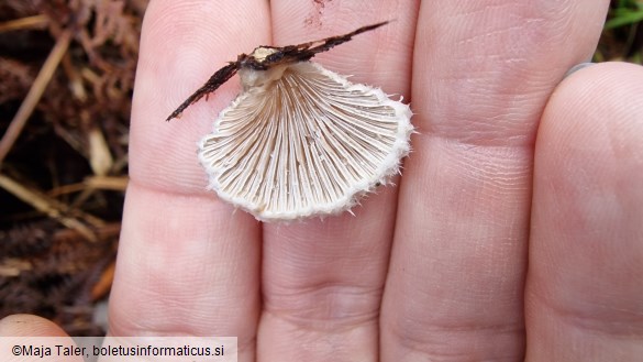 Schizophyllum commune