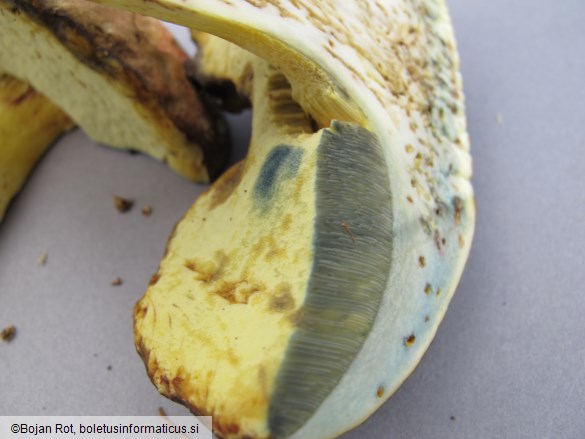 Butyriboletus roseogriseus