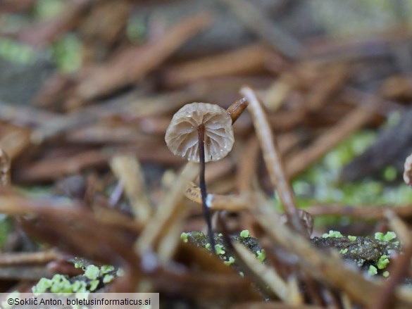 Gymnopus androsaceus