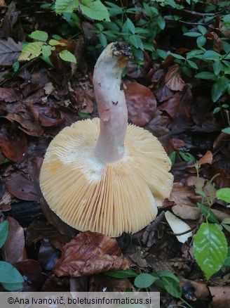 Russula olivacea