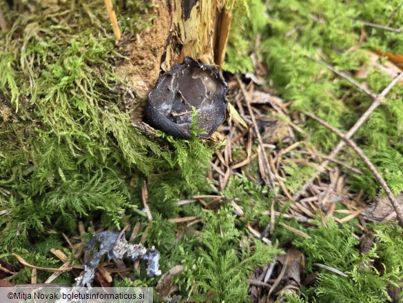 Pseudoplectania melaena