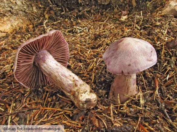 Cortinarius malachius