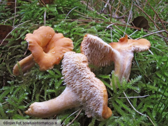 Hydnum melitosarx