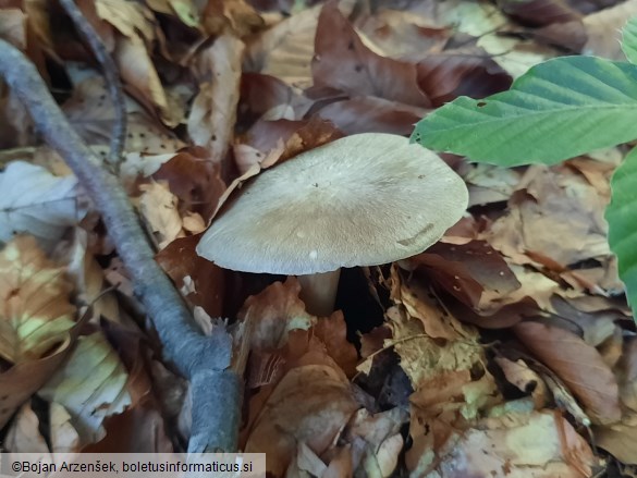 Megacollybia platyphylla