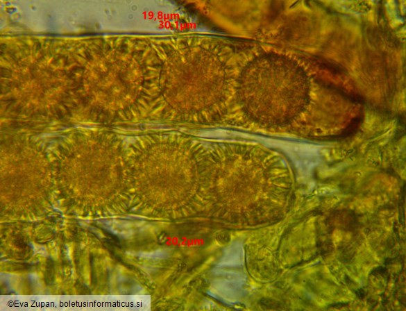 Ramsbottomia macracantha