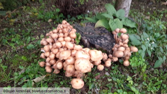 Armillaria mellea