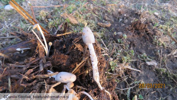 Coprinus cinereus