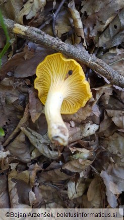 Cantharellus cibarius