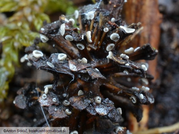 Mollisia amenticola