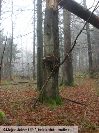 Phellinus hartigii