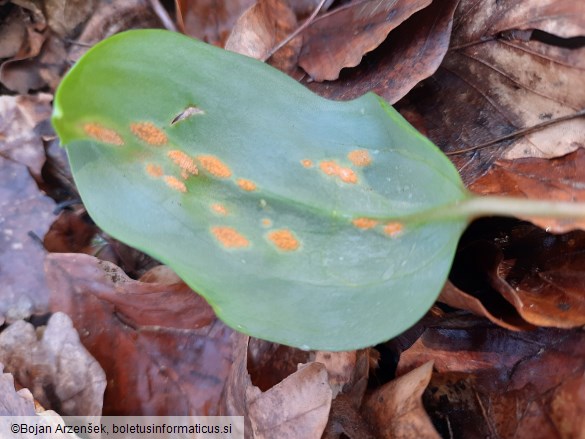 Uromyces erythronii