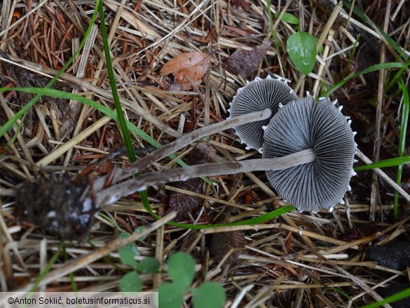 Panaeolus papilionaceus