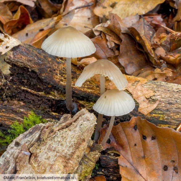 Mycena galericulata