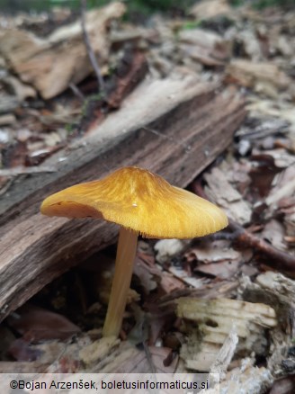 Pluteus leoninus