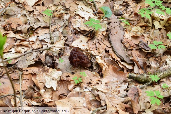 Gyromitra esculenta