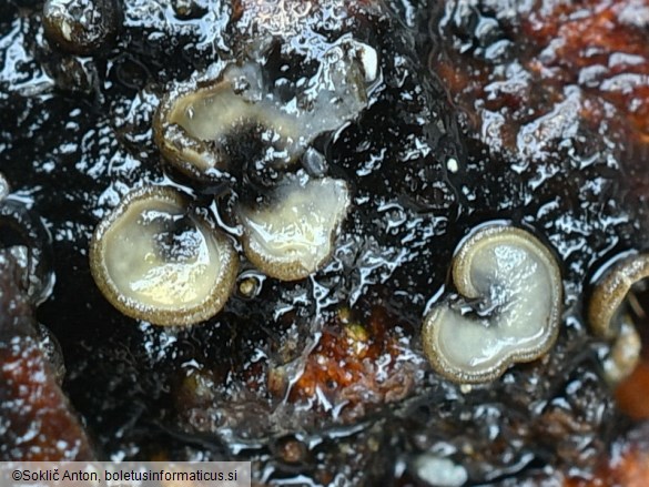 Tapesia lividofusca