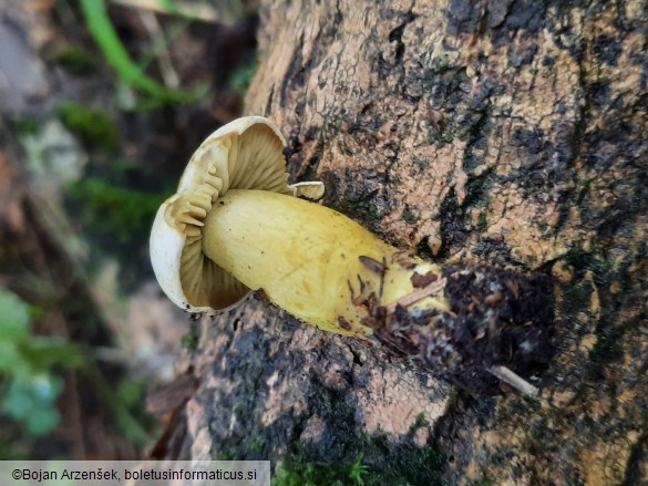 Tricholoma sulphureum