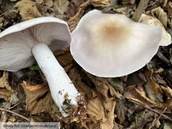 Lepista glaucocana
