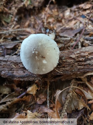 Volvariella murinella