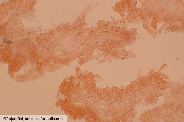 Calyptella capula