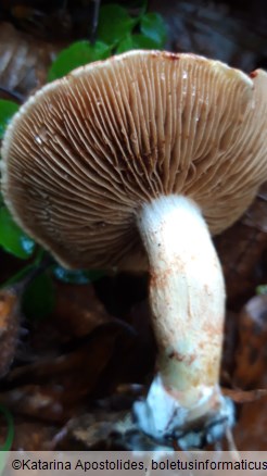 Cortinarius bolaris