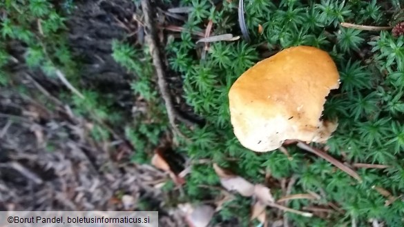 Hydnum repandum