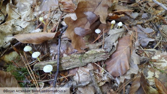 Mycena epipterygia