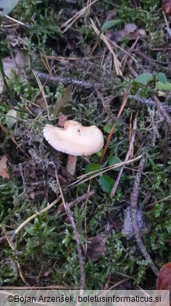 Cortinarius vibratilis