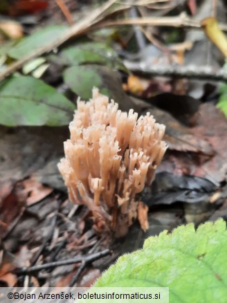 Artomyces pyxidatus