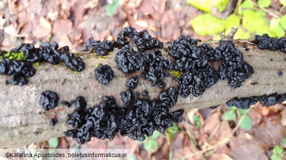 Exidia nigricans