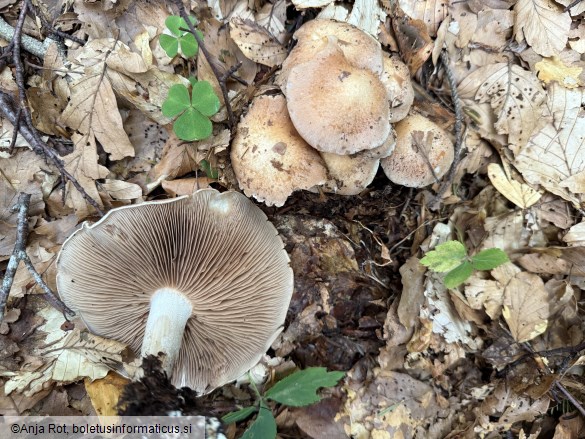 Hebeloma sinapizans