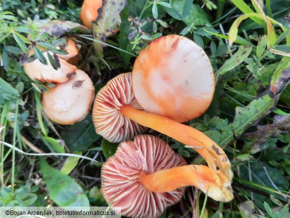 Hygrocybe coccinea
