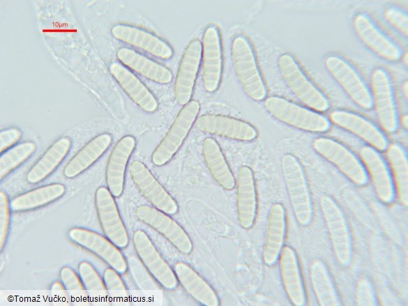 Thyronectria aurigera