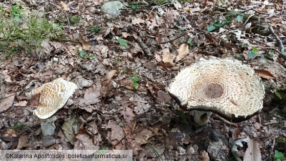 Agaricus augustus