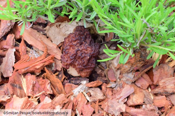 Gyromitra esculenta