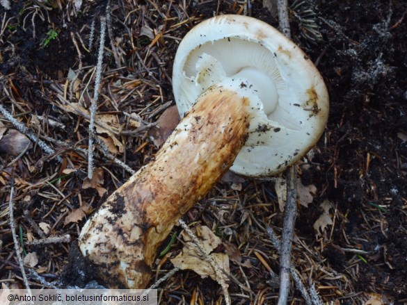 Tricholoma nauseosum